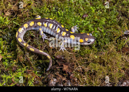 Spotted salamander (Ambystoma maculatum), captive, native to USA Stock Photo