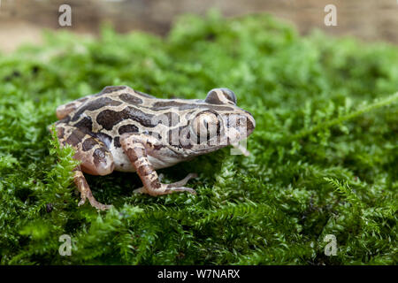 Cochran's running frog (Kassina cochranae), captive, native to West Africa Stock Photo