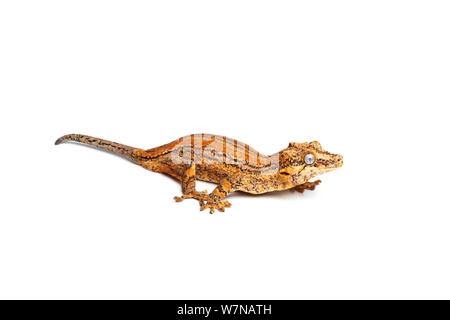 Gargoyle Gecko (Rhacodactylus auriculatus), captive, occurs New Caledonia Stock Photo