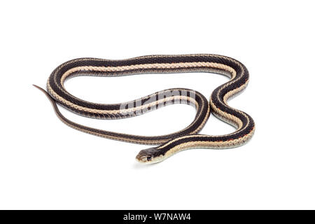 Eastern garter snake (Thamnophis sirtalis sirtalis), captive, occurs  North America Stock Photo
