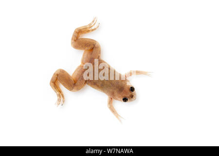 African clawed toad (Xenopus laevis), captive, occurs Africa Stock Photo