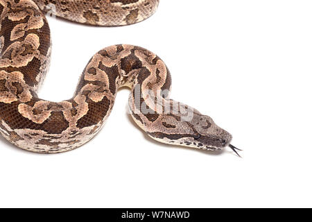 Dumeril's boa (Acrantophis dumerili), captive, occurs Madagascar Stock Photo