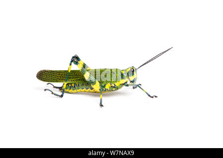 Ecuadorian lubber grasshopper (Chromacris psittacus pacificus), captive, occurs Ecuador. Stock Photo