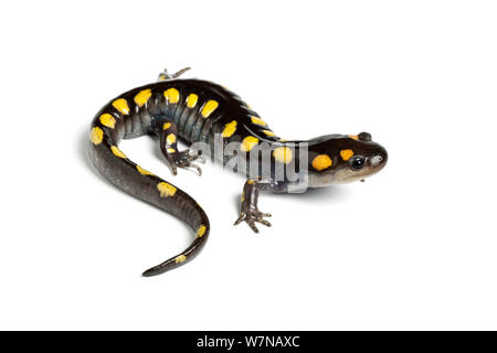 Spotted salamander (Ambystoma maculatum), captive, occurs North America Stock Photo