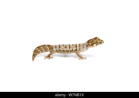 Carrot-tail viper gecko (Hemidactylus imbricata), captive, occurs India and Pakistan. Stock Photo