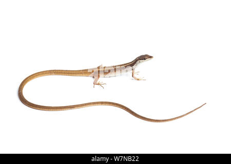 Six-lined long-tailed lizard (Takydromus sexlineatus), captive, occurs South East Asia Stock Photo