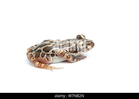 Cochran's running frog  (Kassina cochranae), captive, occurs West Africa Stock Photo