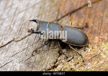 Lesser Stag Beetle (Dorcus parallelipipedus) male on rotton log, Hertfordshire, England, UK, June Stock Photo