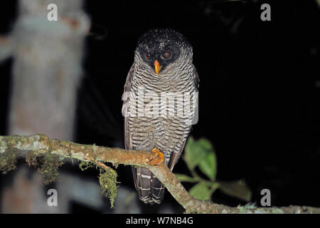 Black and white owl (Strix nigrolineata) perched on branch looking for moths, Mindo, Equador Stock Photo