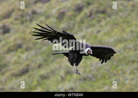 Andean condor (Vultur gryphus) male in flight, Imbaburra, Ecuador Stock Photo