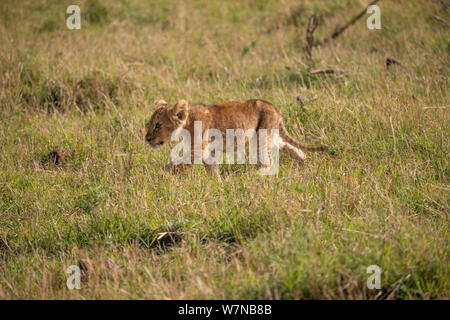 young lion cub striding out in the Masai Mara savannah, Kenya Stock Photo