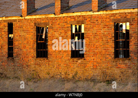 Barn owl (Tyto alba) sitting in old window of deserted building, UK December Stock Photo