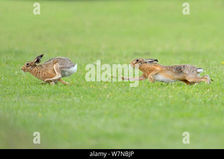 European hares (Lepus europaeus) courtship chase,  UK, June Stock Photo