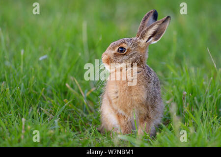 European hare (Lepus europaeus) leveret in field, UK, June Stock Photo