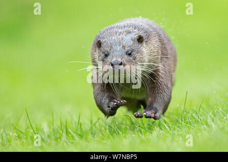 European otter (Lutra lutra) running, UK, taken in controlled conditions July Stock Photo