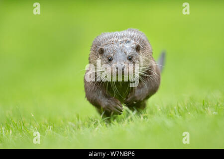 European otter (Lutra lutra) running, UK, taken in controlled conditions July Stock Photo