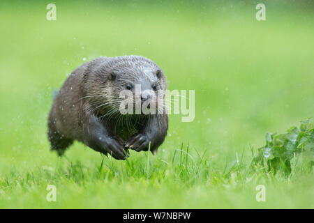 European otter (Lutra lutra) running, UK, taken in controlled conditions July Stock Photo