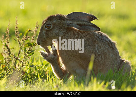 European hare (Lepus europaeus) cleaning foot showing toes, UK August Stock Photo