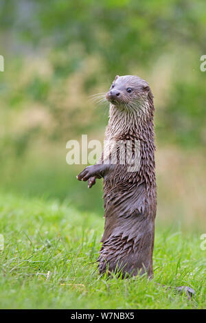 European otter (Lutra lutra) standing up alert, UK, taken in controlled conditions July Stock Photo