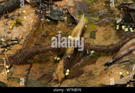 Army Ant (Dorylus sp) raiding column crossing a twig over water, heavily defended by soldier ants. Bai Hokou, Dzanga-Ndoki National Park, Central African Republic. Stock Photo