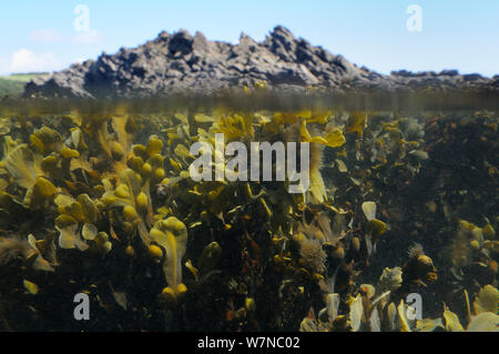 Split level view of Bladder wrack (Fucus vesiculosus) clumps buoyed up underwater by air bladders at mid tide with tufts of epiphytic filamentous brown alga (Elachista fucicola) growing on its fronds, near Falmouth, Cornwall, UK, August. Stock Photo