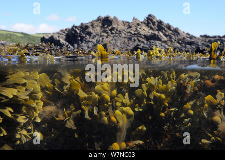 Split level view of Bladder wrack (Fucus vesiculosus) clumps buoyed up underwater by air bladders at mid tide, near Falmouth, Cornwall, UK, August. Stock Photo