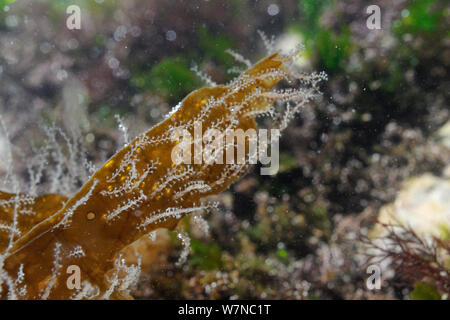 Obelia hydroids hi-res stock photography and images - Alamy