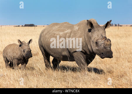 Dehorned white rhino (Ceratotherium simum) with calf on rhino farm, Klerksdorp, North West Province, South Africa, June 2012 Stock Photo