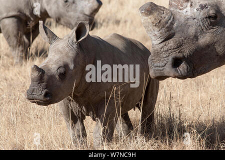 Dehorned white rhino (Ceratotherium simum) with calf on rhino farm, Klerksdorp, North West Province, South Africa, June 2012 Stock Photo