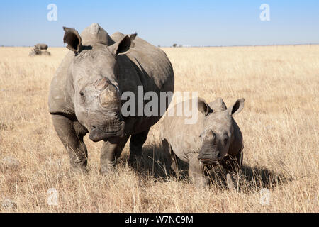 Dehorned white rhino (Ceratotherium simum) with calf on rhino farm, Klerksdorp, North West Province, South Africa, June 2012 Stock Photo