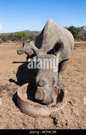 Dehorned white rhino (Ceratotherium simum) with calf on rhino farm, Mauricedale game ranch, Mpumalanga, South Africa, June 2012 Stock Photo