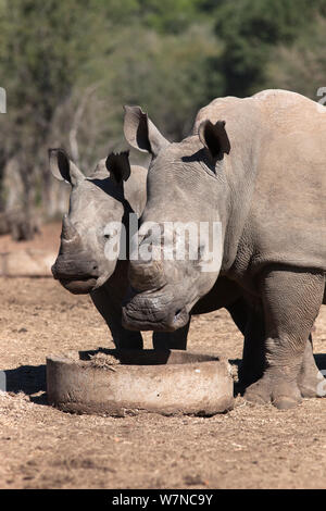 Dehorned white rhino (Ceratotherium simum) with calf, Mauricedale game ranch, Mpumalanga, South Africa, June 2012 Stock Photo