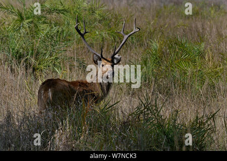 Barasingha deer (Cervus duvauceli) male standing portrait, vulnerable species that is conserved in Kanha National Park, Madhya Pradesh, India Stock Photo