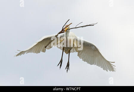 Cattle egret (Bubulcus ibis) in flight carrying a large stick to its nest, Guerreiro, Castro Verde, Alentejo, Portugal, May Stock Photo