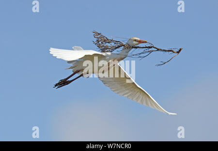 Cattle egret (Bubulcus ibis) in flight carrying a large stick to its nest, Guerreiro, Castro Verde, Alentejo, Portugal, May Stock Photo