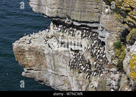 Common Guillemots (Uria aalge) packed together on cliff, Puffin Island, North Wales UK June Stock Photo