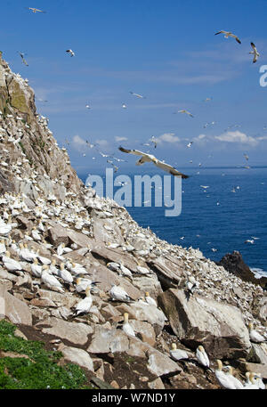 Northern gannets (Morus bassanus) flying over their breeding colony, Great Saltee Island, Wexford, Ireland, June Stock Photo