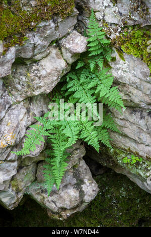 Brittle Bladder / Common Fragile Fern {Cystopteris fragilis} Lathkill Dale NNR, Peak District National Park, UK. June. Stock Photo