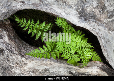 Brittle Bladder / Common Fragile Fern (Cystopteris fragilis) growing in protective gryke in limestone pavement, Yorkshire Dales, UK. April. Stock Photo