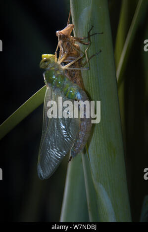 Emperor dragonfly (Anax imperator) drying wings after emerging from nymph skin, Avon, UK Stock Photo