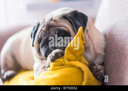 Lazy beautiful old puppy dog pug rest at home on the sofa - best friend forever dog concept Stock Photo