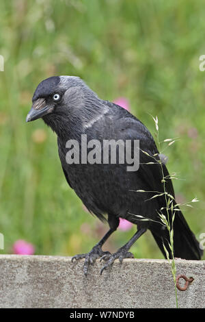 Nordic Jackdaw (Corvus monedula soemmerringii) Yorkshire UK July Stock Photo