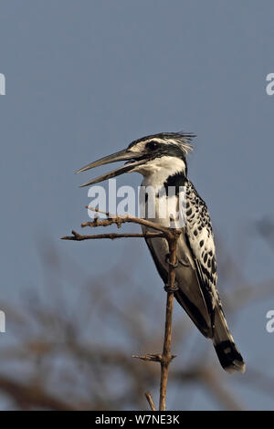 Pied Kingfisher (Ceryle rudis) calling, Gambia, February Stock Photo