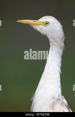 Cattle Egret (Bubulcus ibis) head portrait, Western Division, Gambia, March Stock Photo