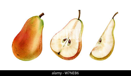 whole half slice pink pear fruit realistic botanical watercolor illustration juicy isolated clipart hand drawn, fresh tropical food exotic orange Stock Photo