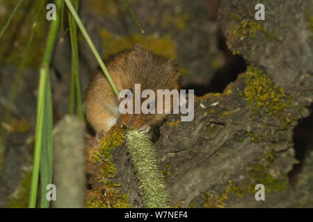 Harvest mouse (Micromys minutus) feeding, captive Stock Photo