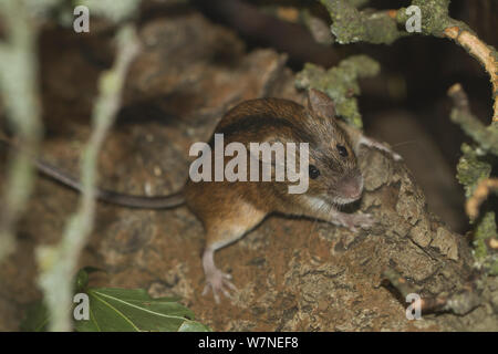 Striped field mouse (Apodemus agrarius), captive Stock Photo