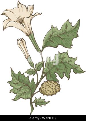 Amazon.com: Wall Art Print entitled Plant Datura Fastuosa Lin, Alida  Withoos, 1670 - by Celestial Images | 23 x 32: Posters & Prints