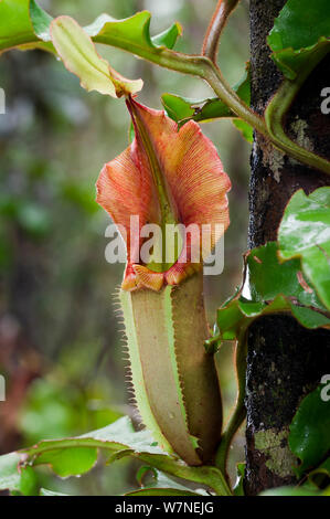 Large aerial pitcher of Pitcher Plant (Nepenthes veitchi). Montane mossy heath forest or 'kerangas', southern plateau, Maliau Basin, Sabah's 'Lost World', Borneo. Stock Photo