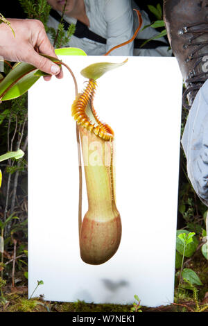 Splendid pitcher plant (Nepenthes edwardsiana) in field studio, Mount Kinabalu, Borneo, Malaysia, September. meetyourneighbours.net project. Stock Photo